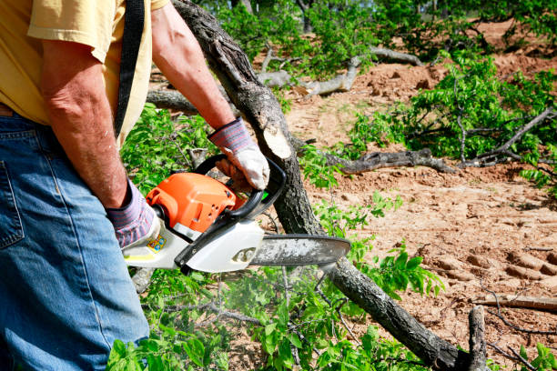 Best Tree Pruning Services  in Wimauma, FL